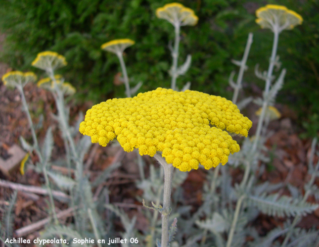 Achillea clypeolata