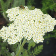 Achillea 'Alabaster'