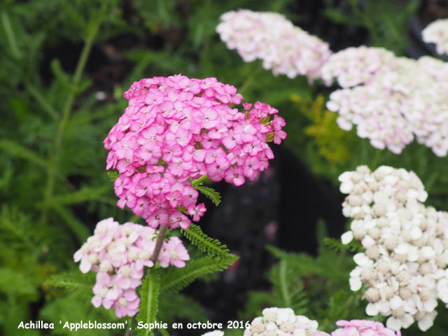 Achillea 'Appleblossom'