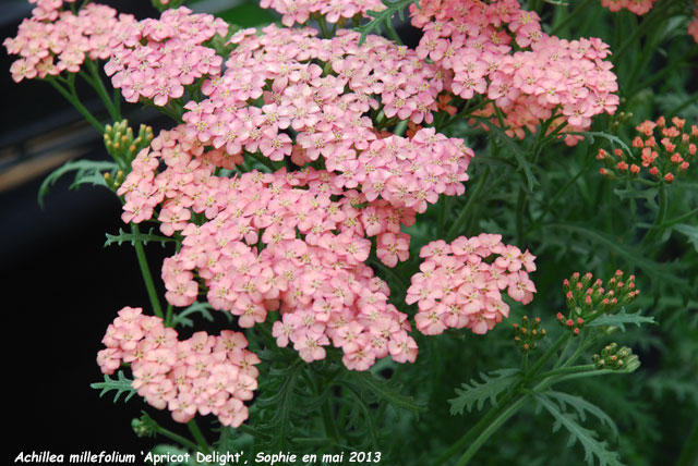 Achillea 'Apricot Delight'