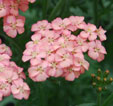 Achillea m. 'Apricot Delight'