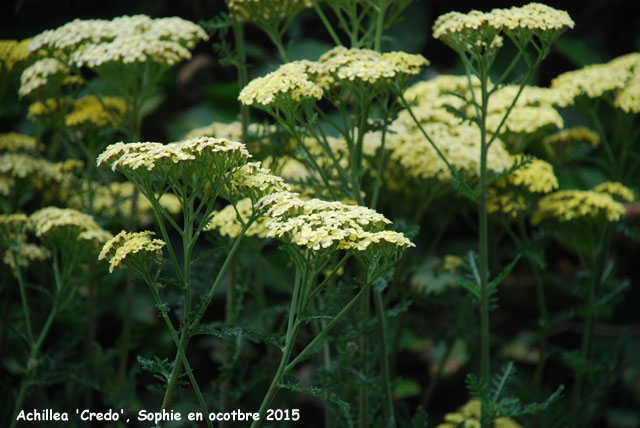 Achillea 'Credo'