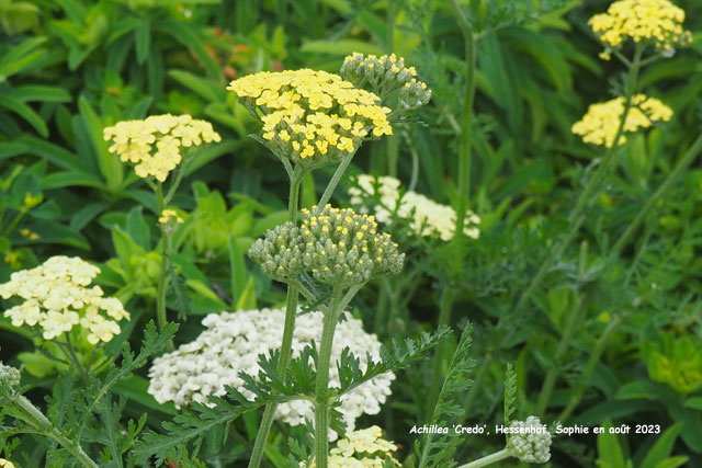 achillea_credo