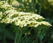 Achillea 'Credo'