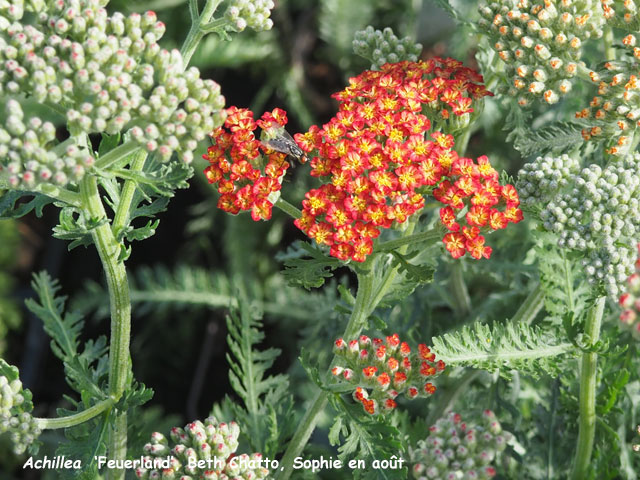 Achillea 'Feuerland'