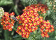 Achillea 'hannelore pahl'