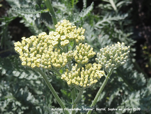 Achillea filipendulina 'Hymne'