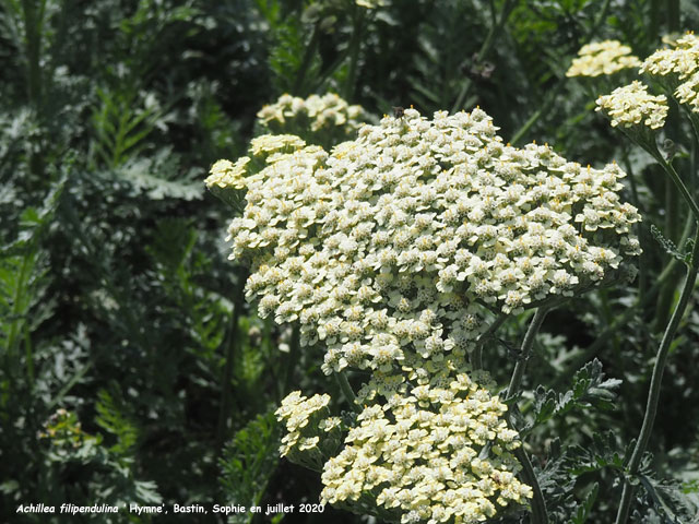 Achillea filipendulina 'Hymne'