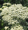 Achillea filipendula 'Hymne'