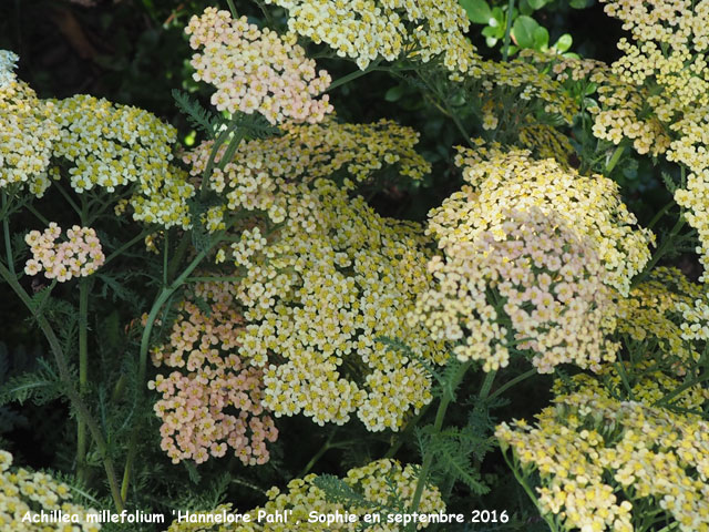 Achillea 'Hannelore Pahl'