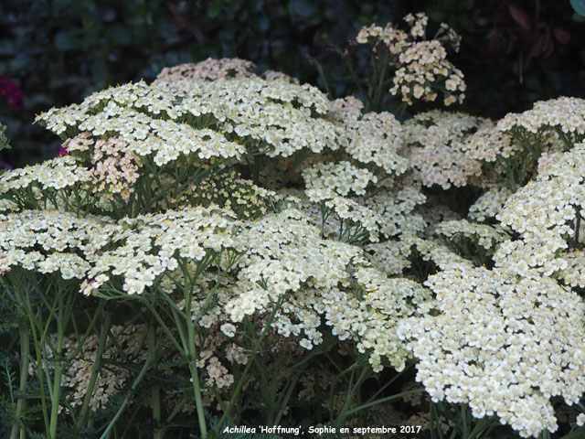 Achillea 'Hoffnung'