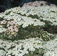 Achillea 'Hoffnung'