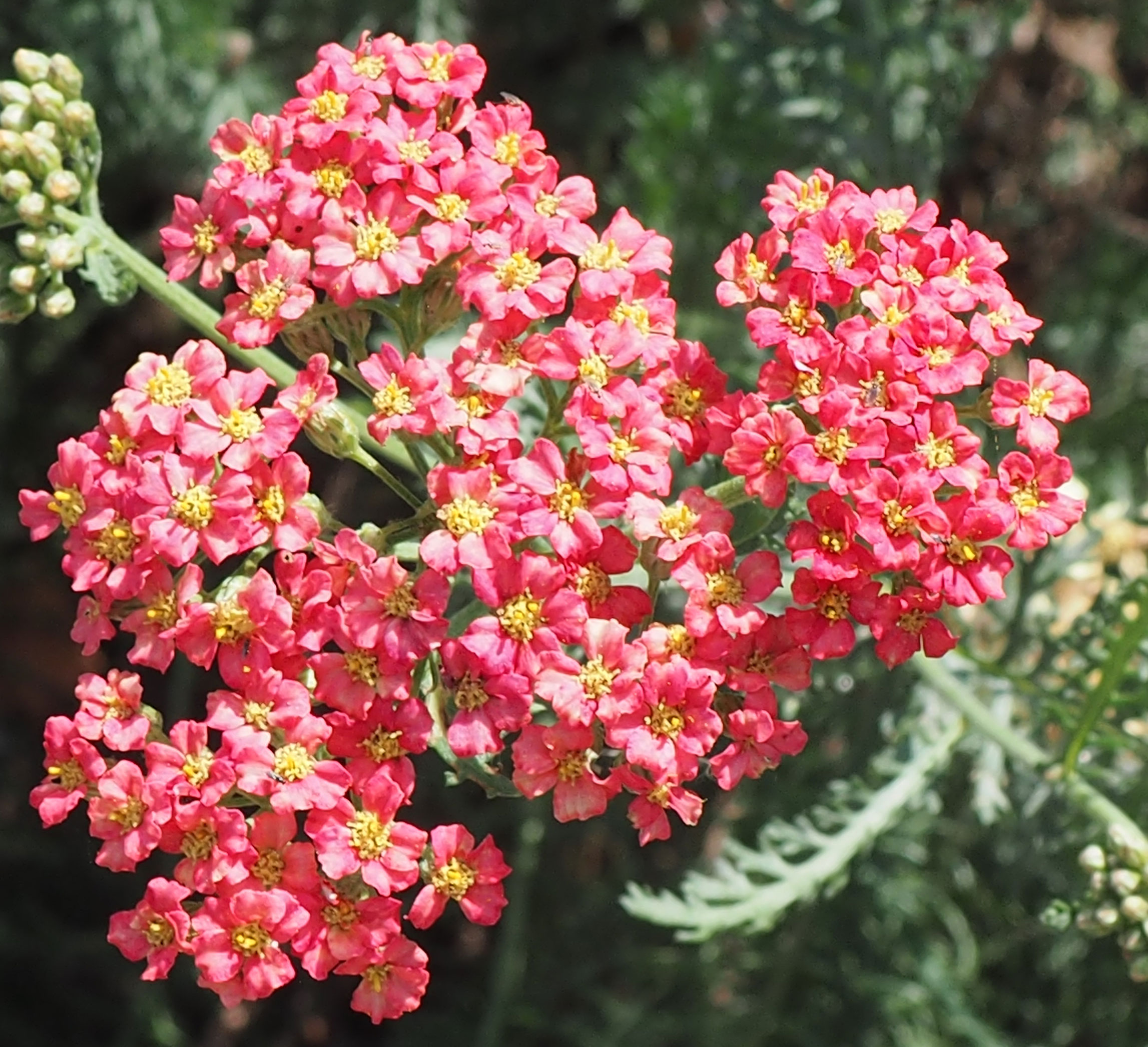 Achillea millefolium 'Lilac Beauty'