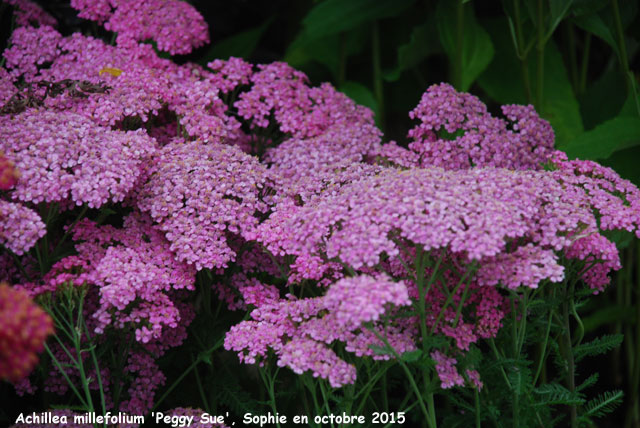 Achillea millefolium 'Peggy Sue'