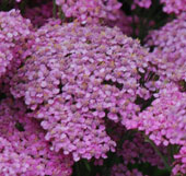 Achillea millefolium 'Peggy Sue'