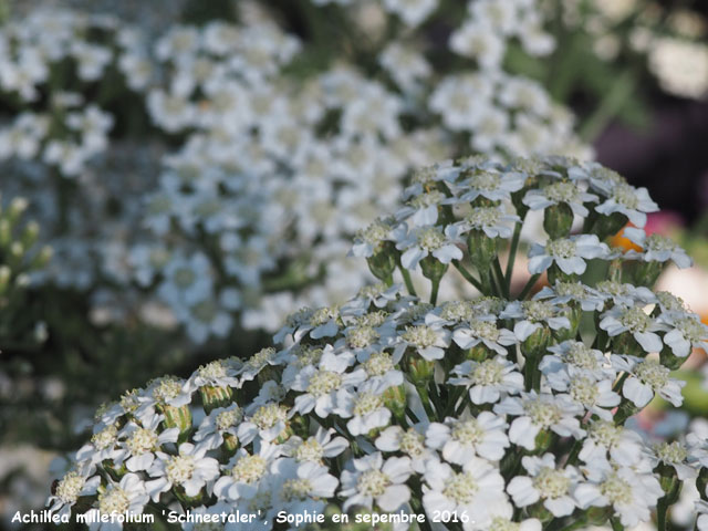 Achillea millefolium 'Schneetaler'