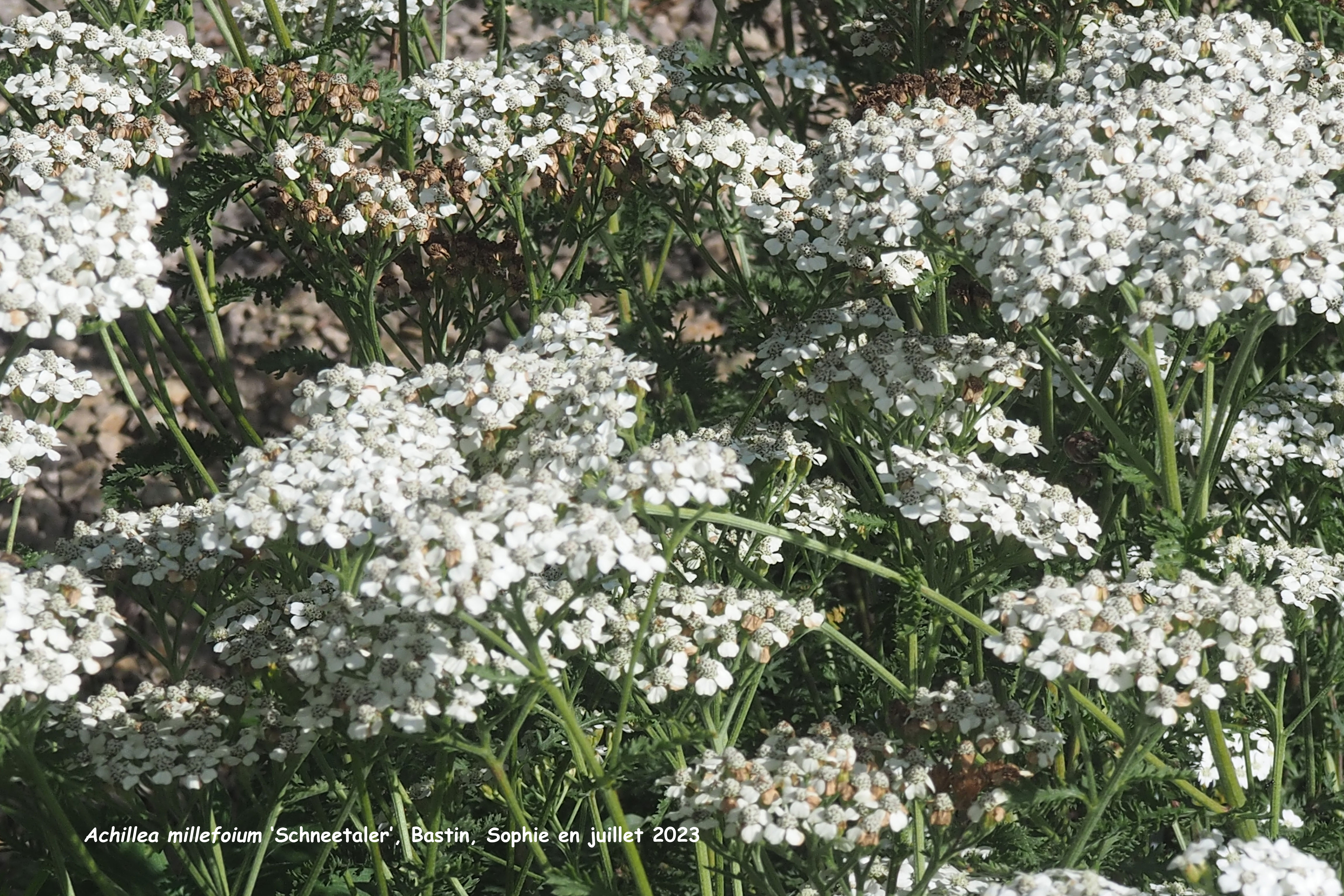 Achillea millefolium 'Schneetaler'