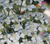 Achillea millefolium 'Schneetaler'