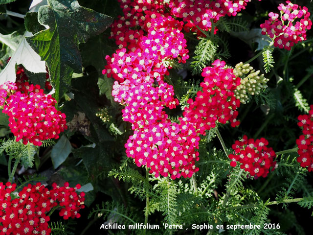 Achillea 'Petra'