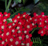 Achillea 'Petra'