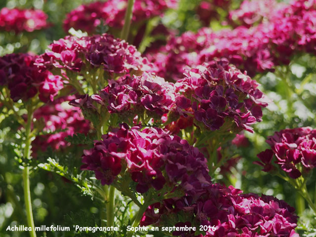 Achillea millefolium 'Pomegranate'