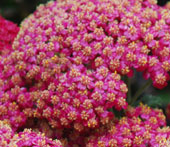 Achillea millefoilum 'Pretty Woman'