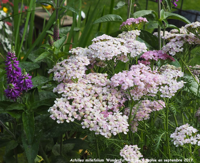 Achillea millefolium 'Wonderful Wampee'