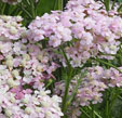 Achillea 'Wonderful Wampee'