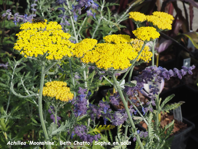 Achillea 'Moonshine'