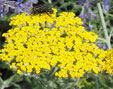 Achillea 'Moonshine'