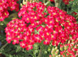Achillea 'paprika'