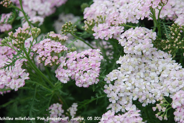 Achillea 'Pink Grapefruit'