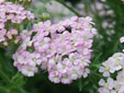 Achillea 'Pink Grapefruit'