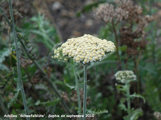 Achillea 'Schwefelblüte'