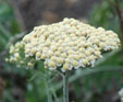 Achillea 'Schwefelblute'