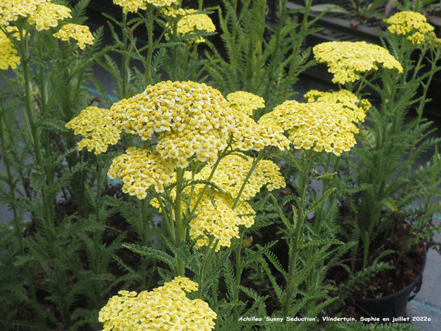 Achillea 'Sunny Seduction'