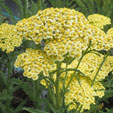 Achillea 'Sunny Seduction'
