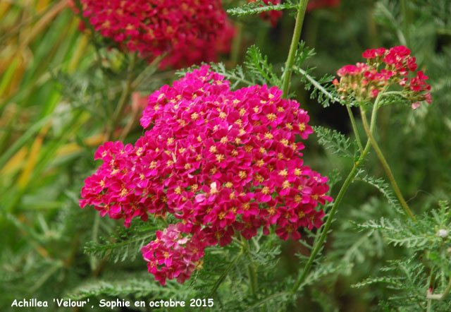 Achillea 'Velour'