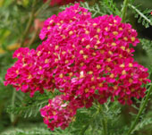 Achillea 'Velour'