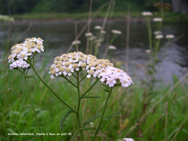 Achillea millefolium