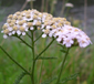 Achillea millefolium