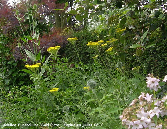 Achillea filipendulina 'Gold Plate'