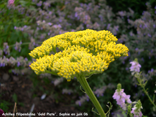 Achillea filipendulina 'Gold Plate'