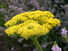 Achillea filipendulina 'Gold Plate'