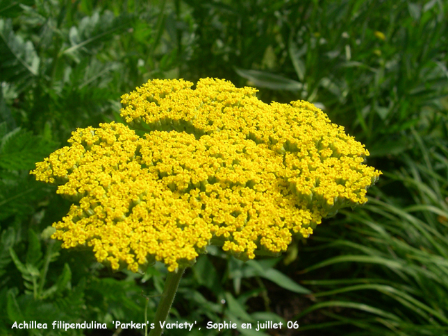 Achillea filipendulina 'Parker's Variety'
