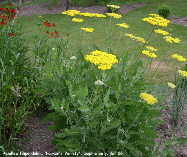 Achillea filipendulina 'Parker's Variety