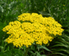 Achillea filipendulina 'Parker's Variety'