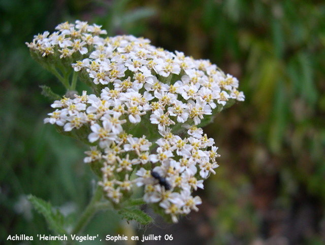 Achillea 'Heinrich Vogeler'