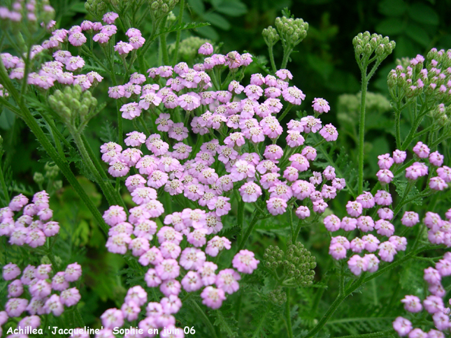 Achillea 'Jacqueline'