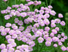 Achillea 'Mondpagoda'